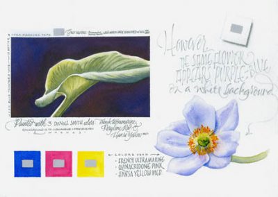Cala Lily & Anemone | Sketchbook