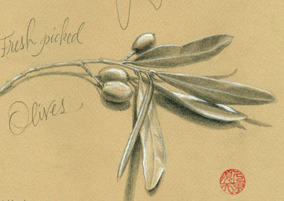 Olives in Italy | Sketchbook