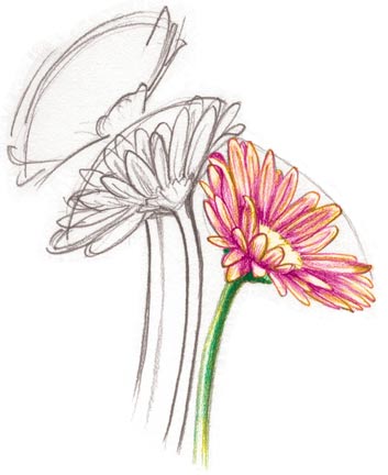 Drawing Gerbera Kristen Doty